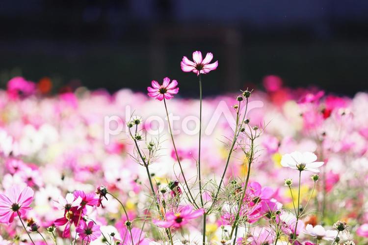 秋のカラフルで美しいコスモス畑 コスモス,秋,花の写真素材