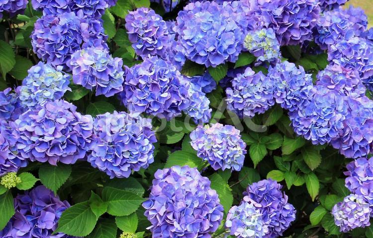 紫のアジサイの花 アジサイ,紫,花の写真素材