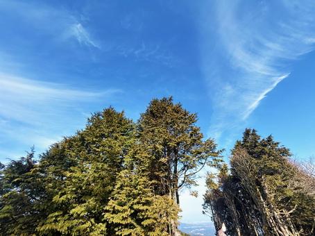 Trees and blue sky on a sunny day, JPG Trees and blue sky on a sunny day, JPG