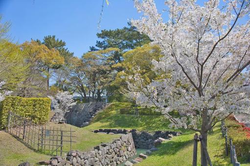桜 桜の写真