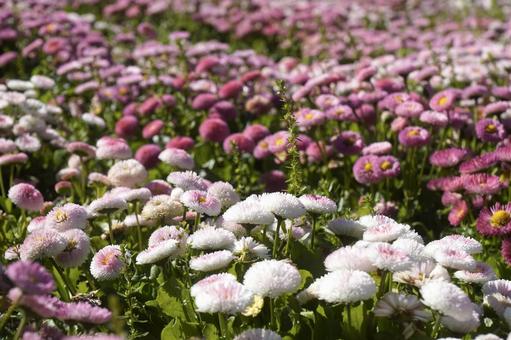 春の花壇 春の花壇の写真