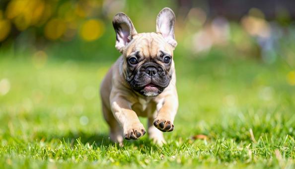 フレンチブルドックの子犬 フレンチブルドックの子犬の写真