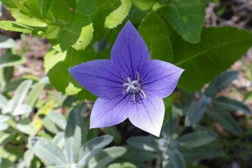 梅雨から秋まで咲くキキョウの花 梅雨から秋まで咲くキキョウの花 キキョウ,花,ガーデニングの写真素材