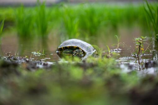 水辺の緑とカメ カメ,ミシシッピアカミミガメ,水辺の写真素材