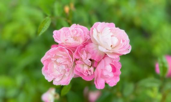 ピンクの薔薇 ピンクの薔薇の写真
