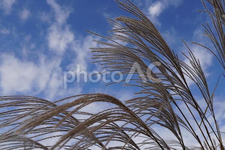 ススキと秋の空（ひたち海浜公園）j ススキ,すすき,薄の写真素材