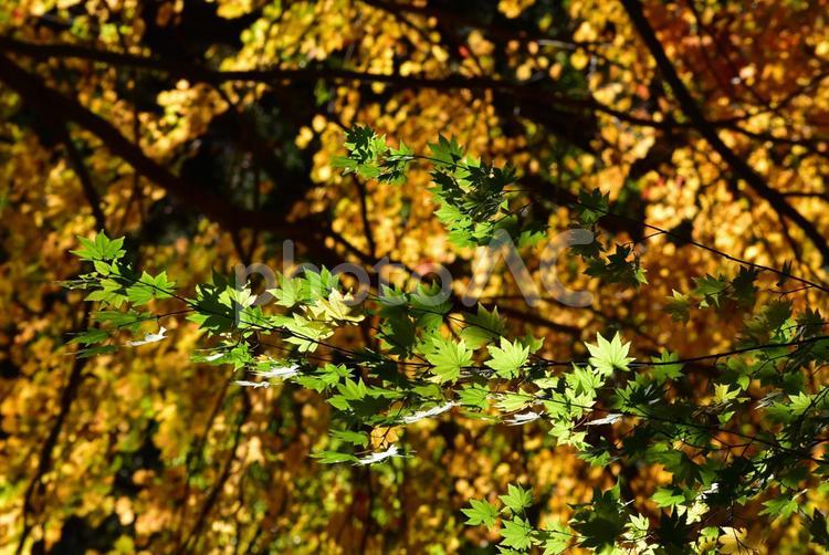 こうようの光と影 あかるい,あき,おれんじの写真素材