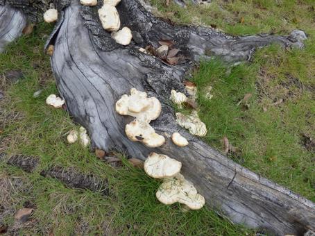 Covered in mushrooms 002, JPG