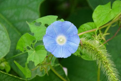 アサガオの花の写真