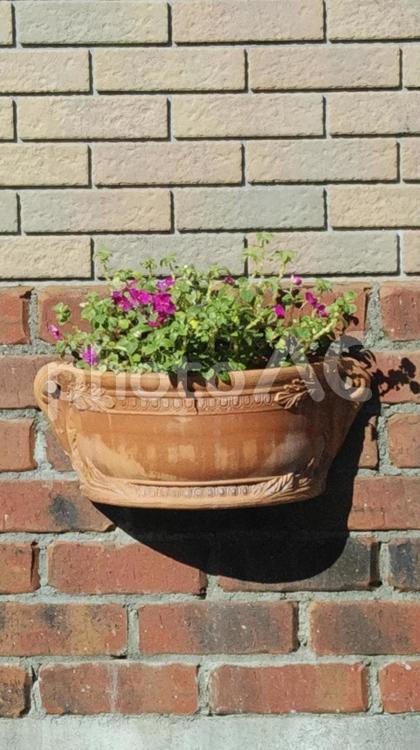 壁掛けの寄せ植え植木鉢 壁掛けの寄せ植え植木鉢,壁掛けの植木鉢,寄せ植えの植木鉢の写真素材