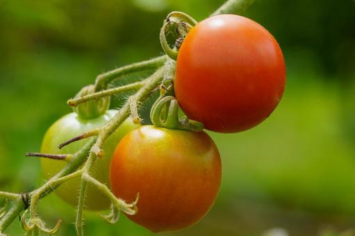 Photo, tomato, vegetables, mini tomato, 