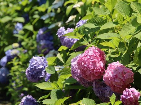 紫陽花 あじさい,紫陽花,雨の写真素材
