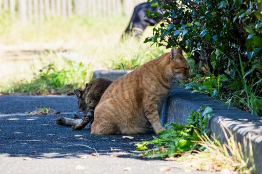 猫(244) 猫(244)の写真