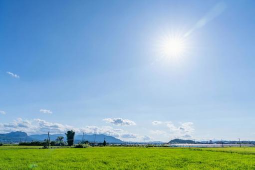 青空と稲の田園風景、夏の快晴 青空と稲の田園風景、夏の快晴の写真
