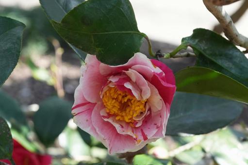 Photo, camellia, four sea waves, spring flower, 