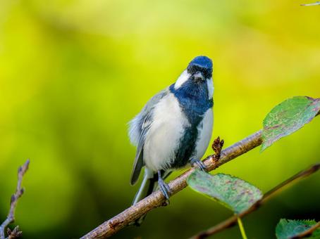 枝にとまるシジュウカラ 枝にとまるシジュウカラ シジュウカラ,野鳥,鳥の写真素材