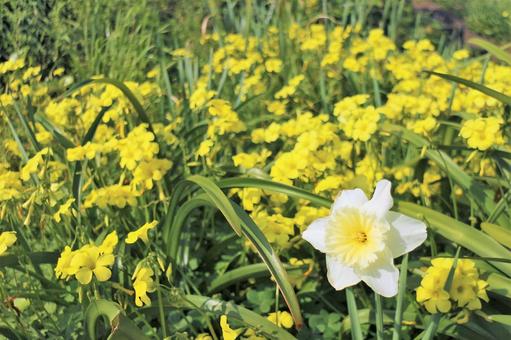 黄色一色　春の花 ラッパ水仙,水仙,キイロカタバミの写真素材