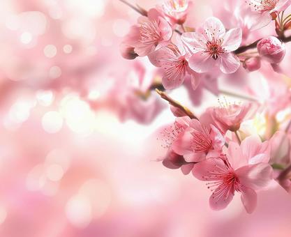 春爛漫の桜の写真