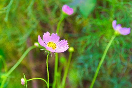秋桜 コスモス 秋桜 コスモスの写真