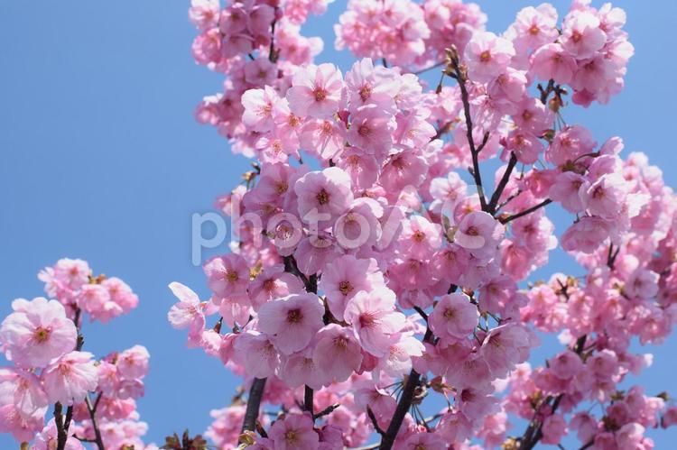 青空と桜の花 japanesespring,sakura,さくらの写真素材