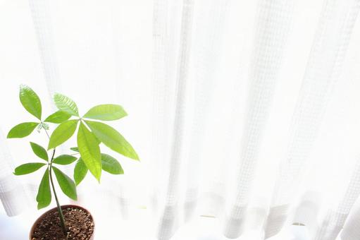 窗邊觀葉植物(Pachira), JPG 窗邊觀葉植物(Pachira), JPG