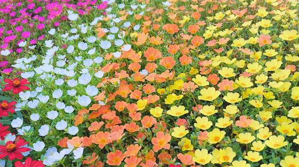 ポーチュラカ2 ポーチュラカ2 花,黄色い花,ポーチュラカの写真素材
