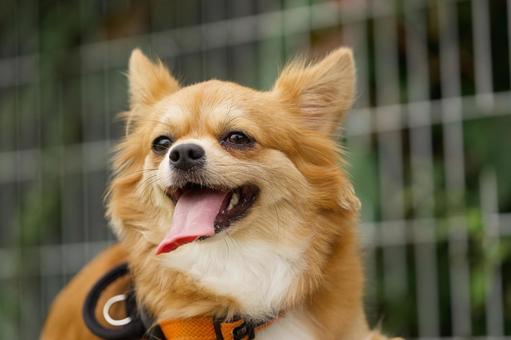 ワンコの顔(ミックス犬) ワンコの顔(ミックス犬) 犬,ミックス犬,顔の写真素材