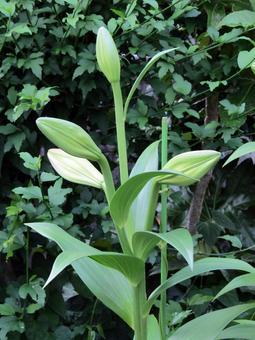 Photo, irish lily, flower, bud, 
