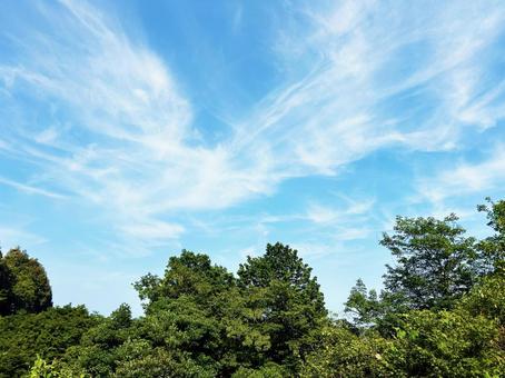 爽やかな青空と緑あふれる木々の風景 空模様,空,雲の写真素材