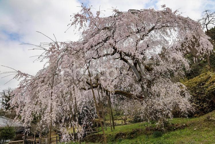 波佐見のしだれ桜 シダレザクラ,枝垂桜,枝垂れの写真素材