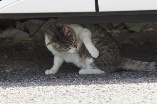 ねこ ねこ にゃんこ,可愛い,野良猫の写真素材