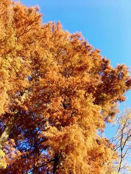 紅葉 紅葉の写真
