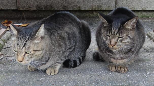 ベンチの下で休憩中のもふもふな猫様たち 猫,キジトラ,仲間の写真素材