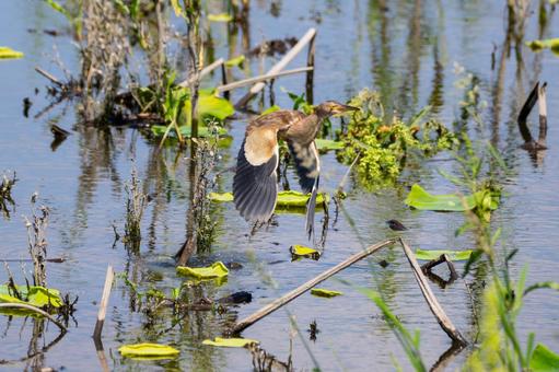 Photo, bird, yellow bittern, wild bird, 