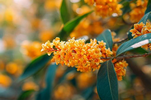 秋の香りを運ぶ金木犀の花1 秋の香りを運ぶ金木犀の花1の写真