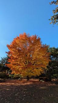 岩手県盛岡市　盛岡城跡公園　サトウカエデ 岩手県,盛岡市,盛岡城跡公園の写真素材