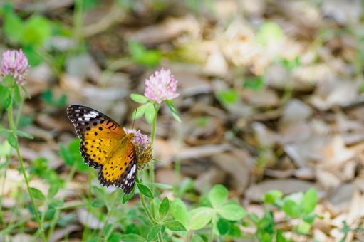 ツマグロヒョウモン(85) 蝶,ツマグロヒョウモン,メスの写真素材