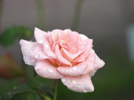 しずくを宿る淡い色の薔薇 しずくを宿る淡い色の薔薇の写真