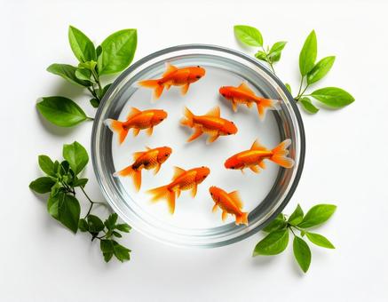 金魚 金魚の写真