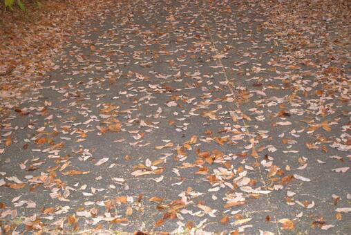 道の上のたくさんの落ち葉 秋,落ち葉,茶色の写真素材