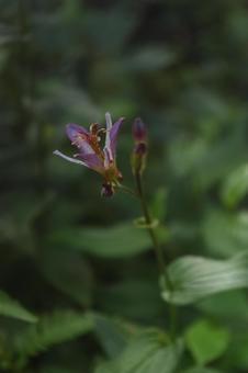 秋の花:ホトトギス14 秋の花:ホトトギス14の写真