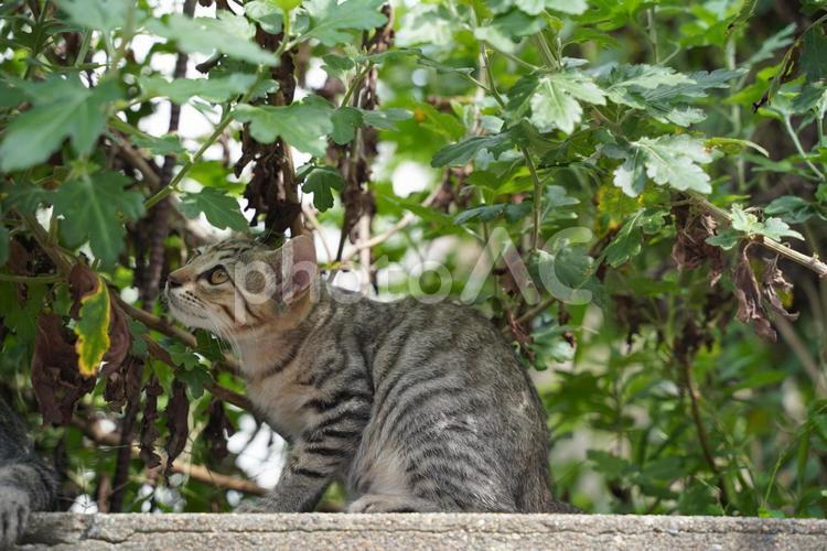 何かを狙っている猫 野生,猫,野良猫の写真素材
