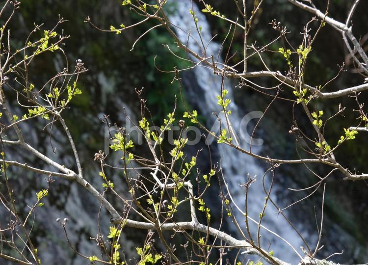 新芽が出たばかりの枝 新芽,緑,新緑の写真素材