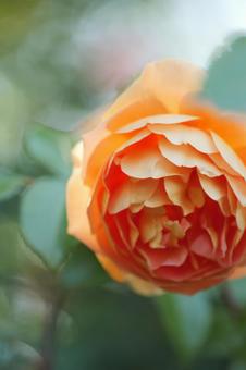 Roses at Tomboike Park, JPG