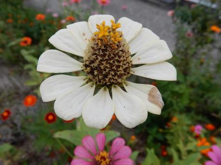 【花の写真】 ヒャクニチソウ（百日草） 百日草,ヒャクニチソウ,植物の写真素材