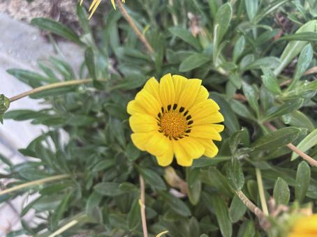 Gazania, JPG Gazania, JPG