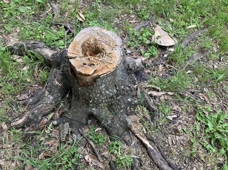 公園の切り株 公園の切り株の写真