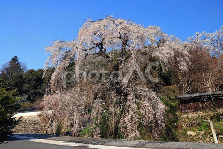 弾正糸桜（しだれ桜） 弾正糸桜,彈正糸桜,だんじょういとざくらの写真素材