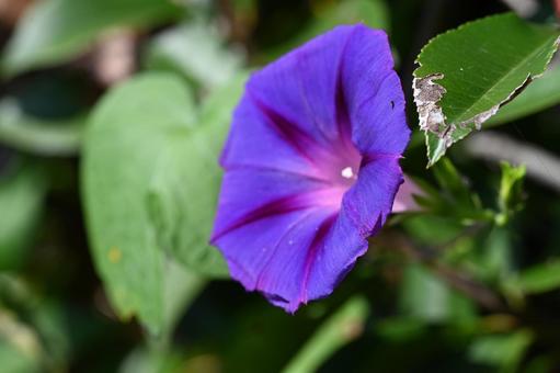 近所の庭に咲いたアサガオの花 近所の庭に咲いたアサガオの花 ガーデニング,アサガオ,紫の写真素材