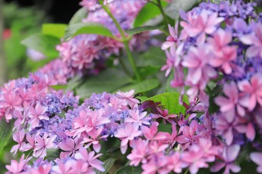 Close-up of pink hydrangea flowers, JPG